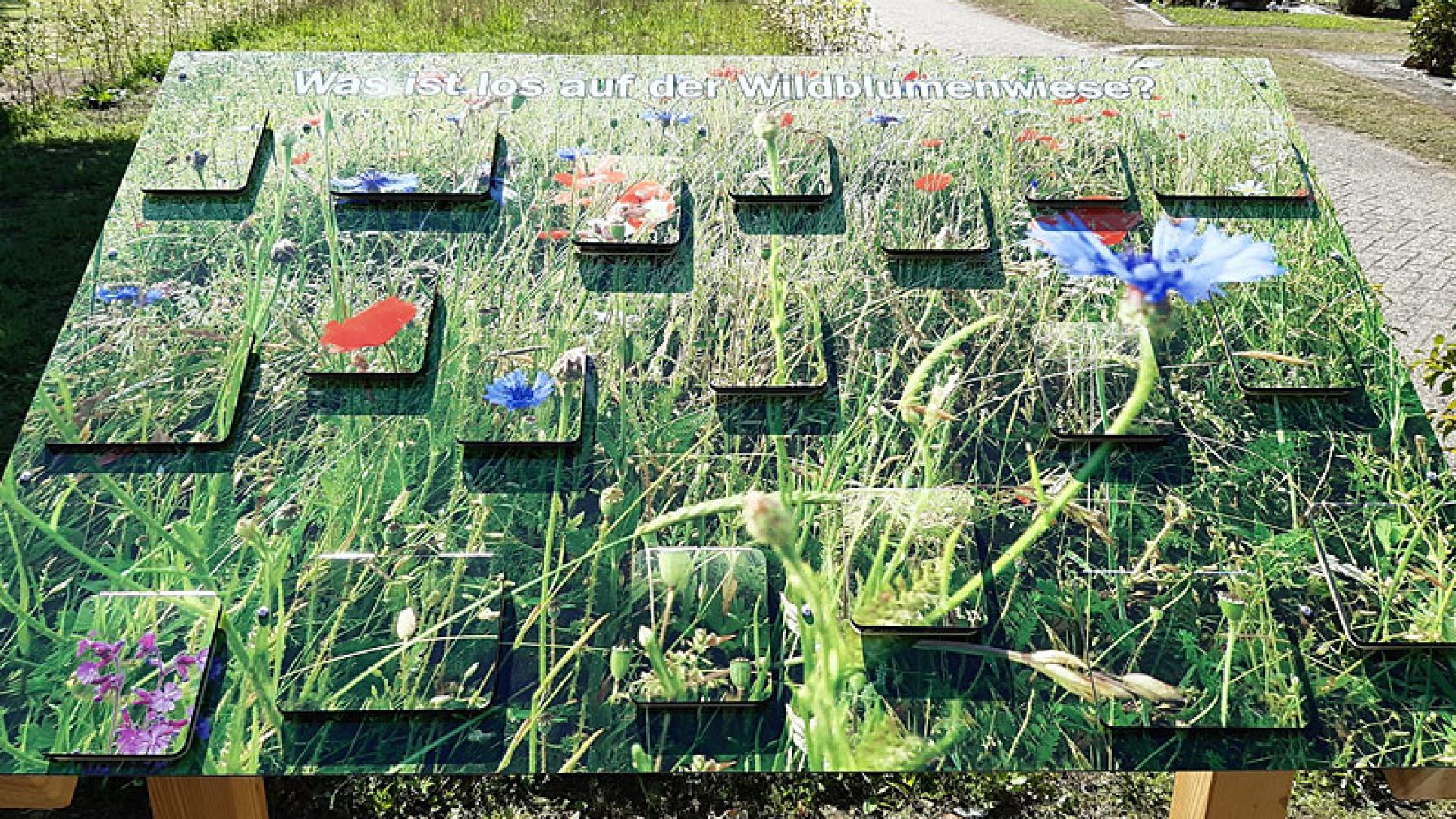 21_09_blumenwiese.jpg
