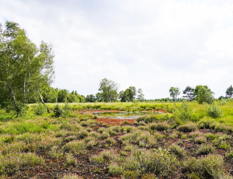 Moor erleben und erhalten