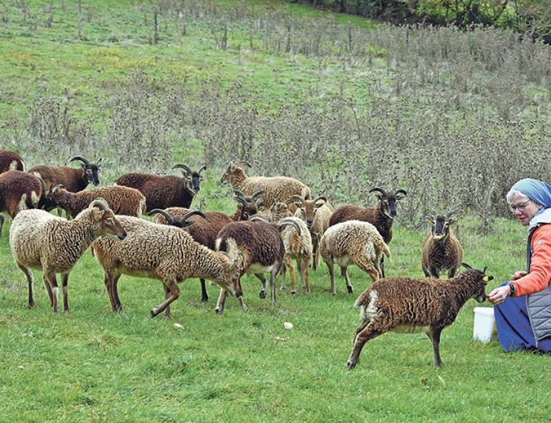 Wildtiere auf der Abtei-Weide