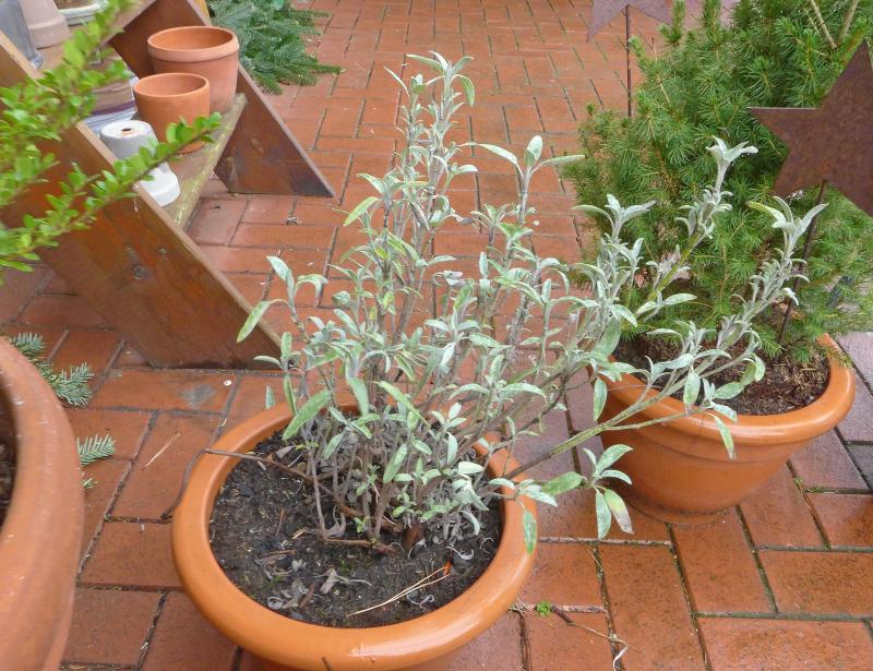 Für vieles ist ein Kraut gewachsen