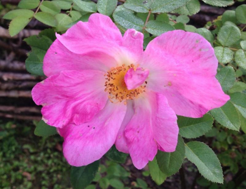 Einspruch gegen die „Gärten des Grauens“