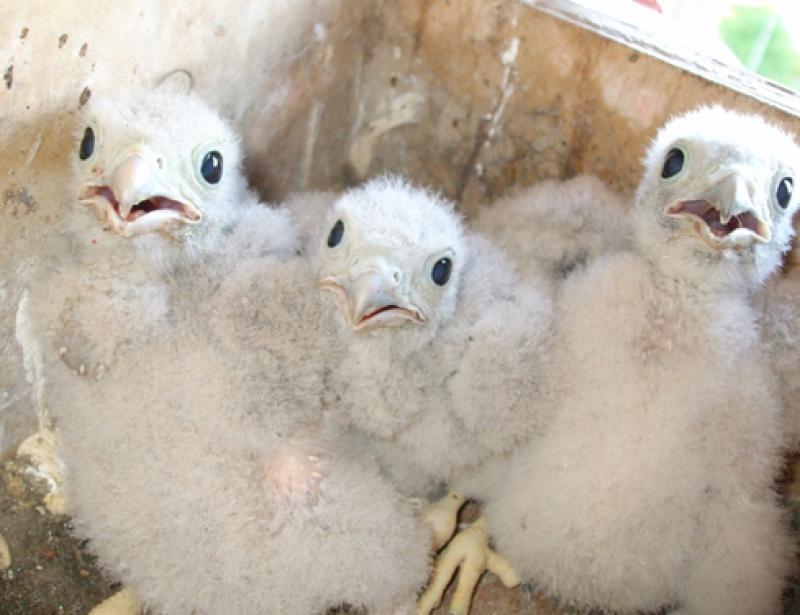Frei-Laubersheimer Falken brüten wieder im Kirchturm 