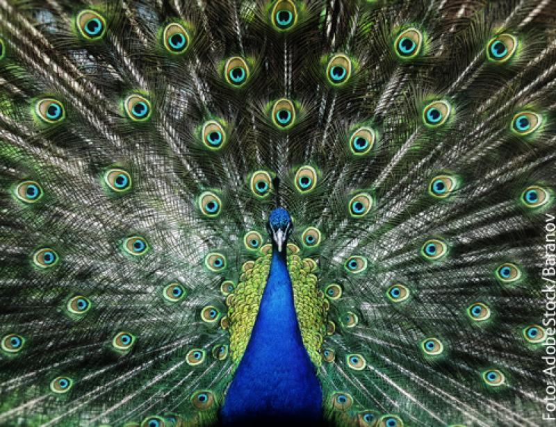 Bei gefiederten Gefährten