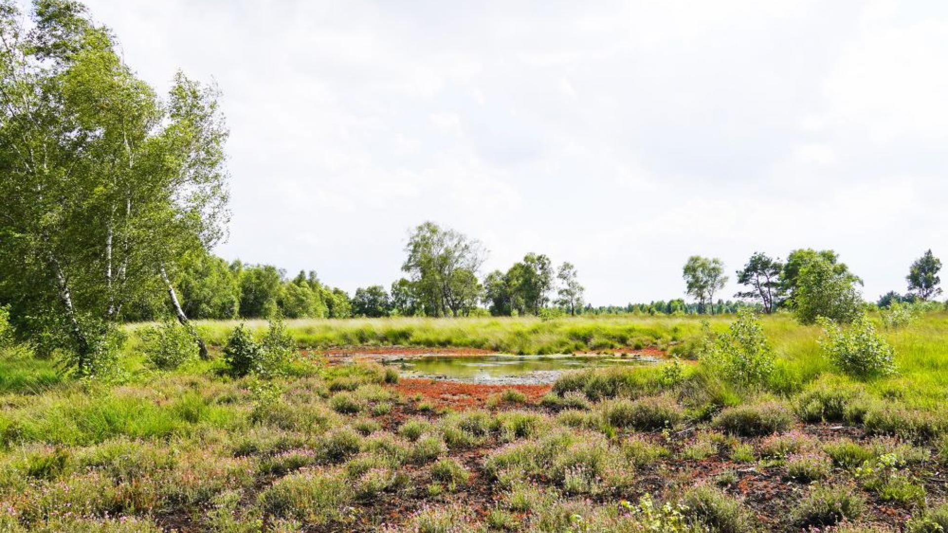 Moorlandschaft