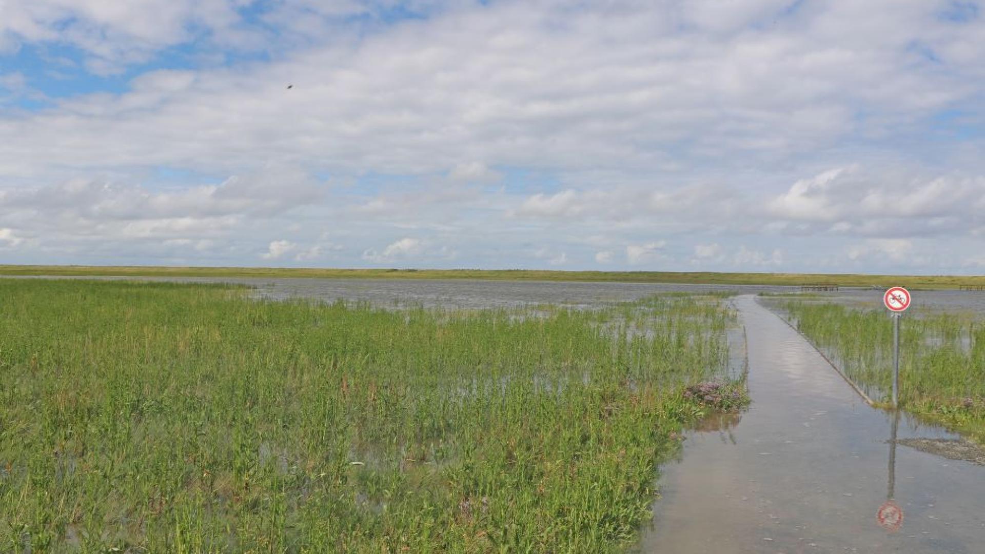 Überfluteter Weg und Salzwiesen