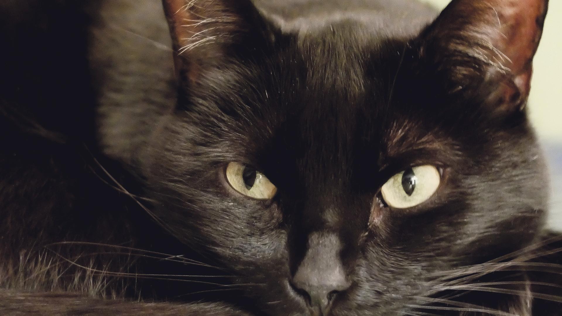 Katze