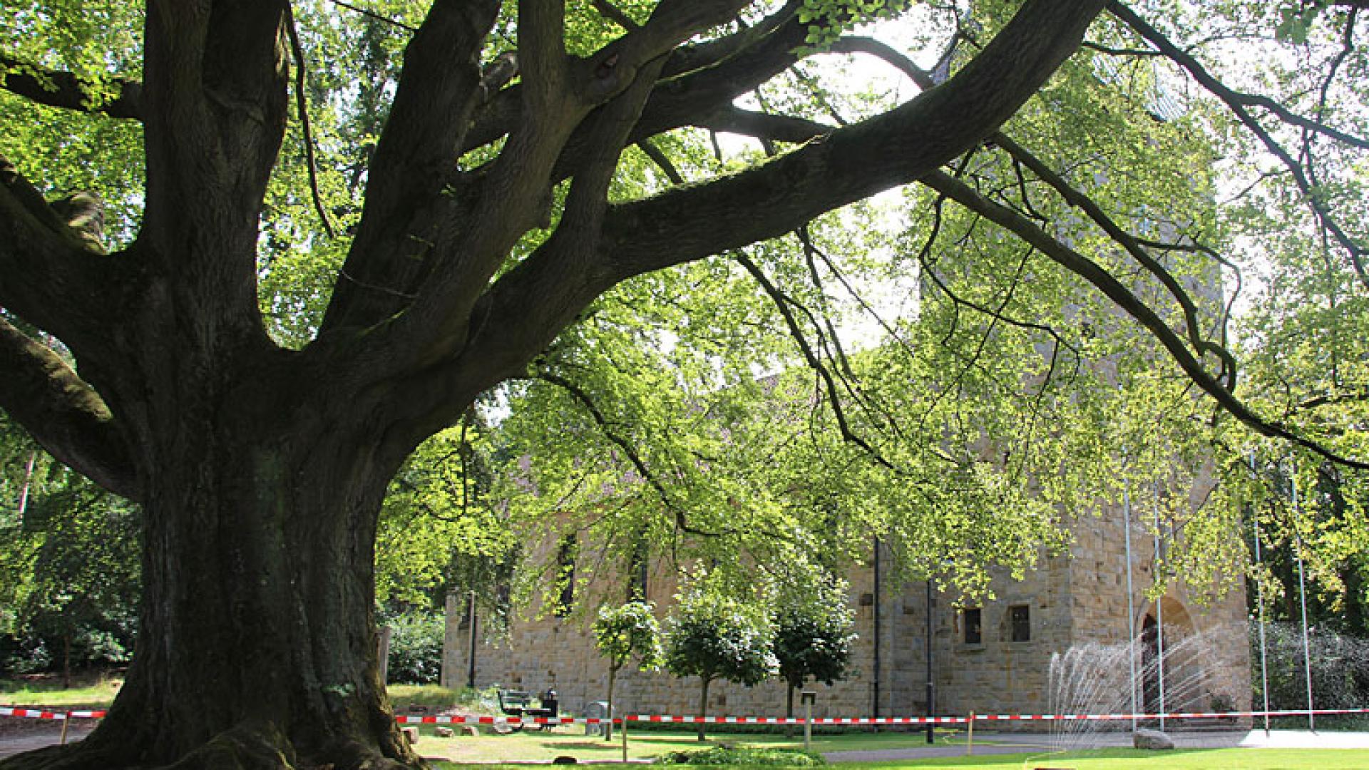 20_08_baum.jpg
