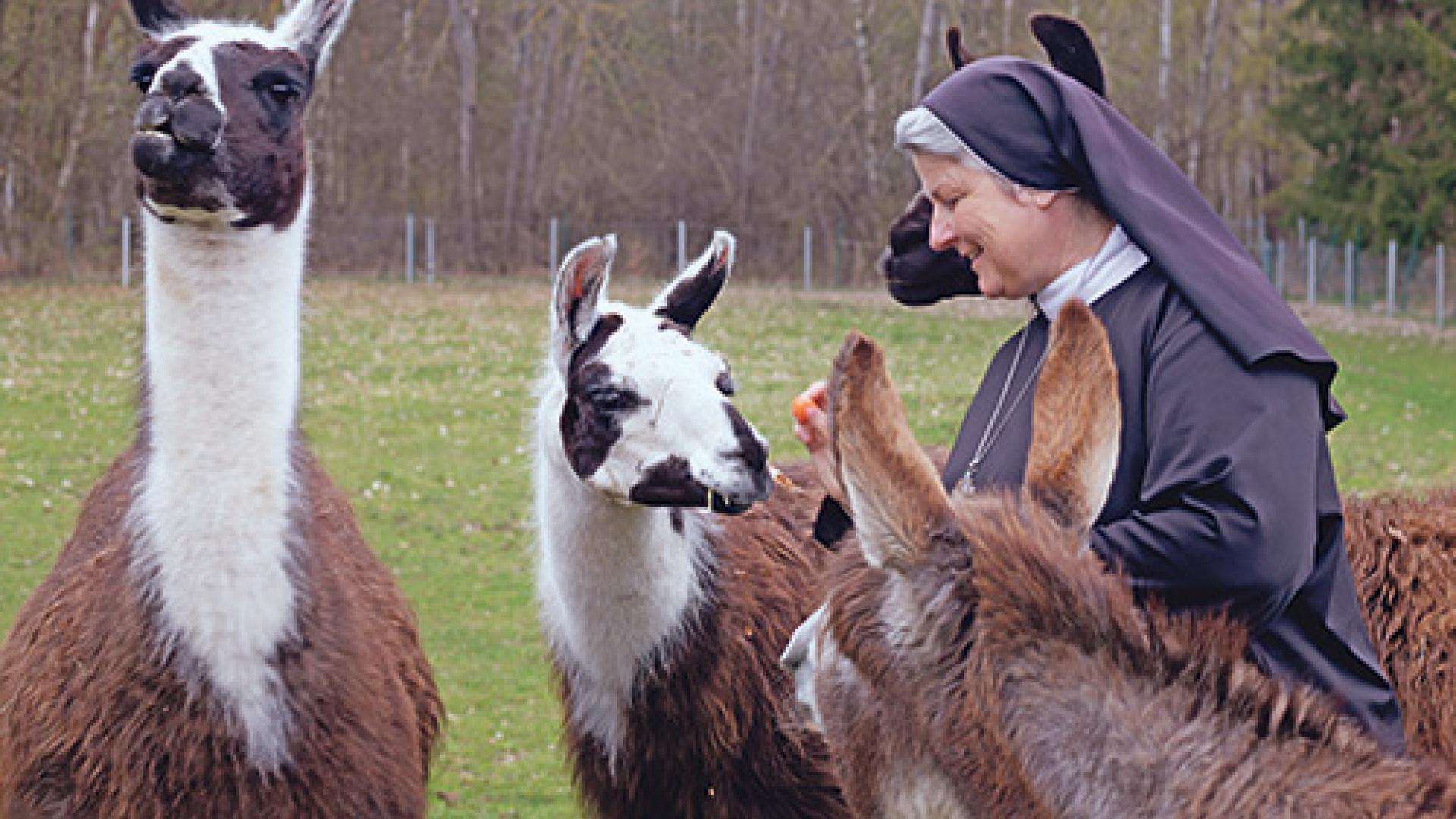 20_lama.jpg