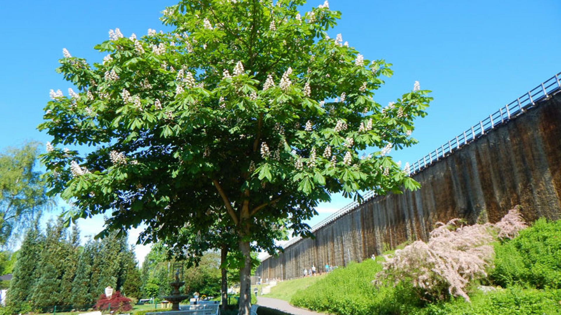 Fr%C3%BChling-im-Kurpark-%2CFr%C3%B6bel.jpg