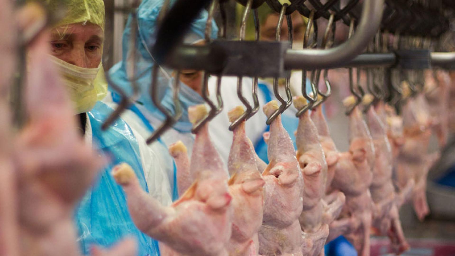 Viele gerupft und geschlachtete Hähnchenkörper hängen an Haken